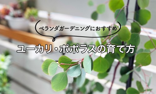 桃花能美容养颜吗-【桃花酒祛斑有效果吗】桃花祛斑有效果吗图片 - 桃花祛斑有效果吗网